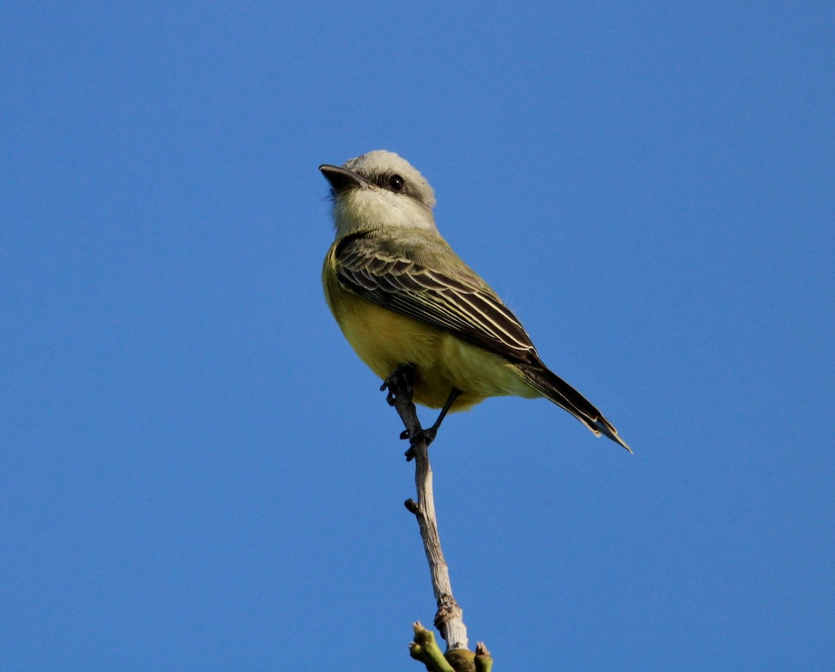 Tropical Kingbird - ML627390087