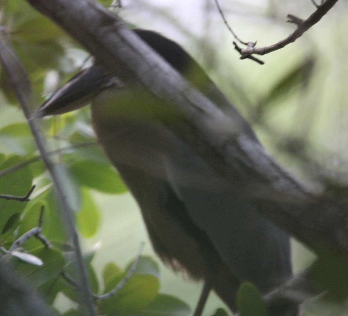 Boat-billed Heron - ML627390110