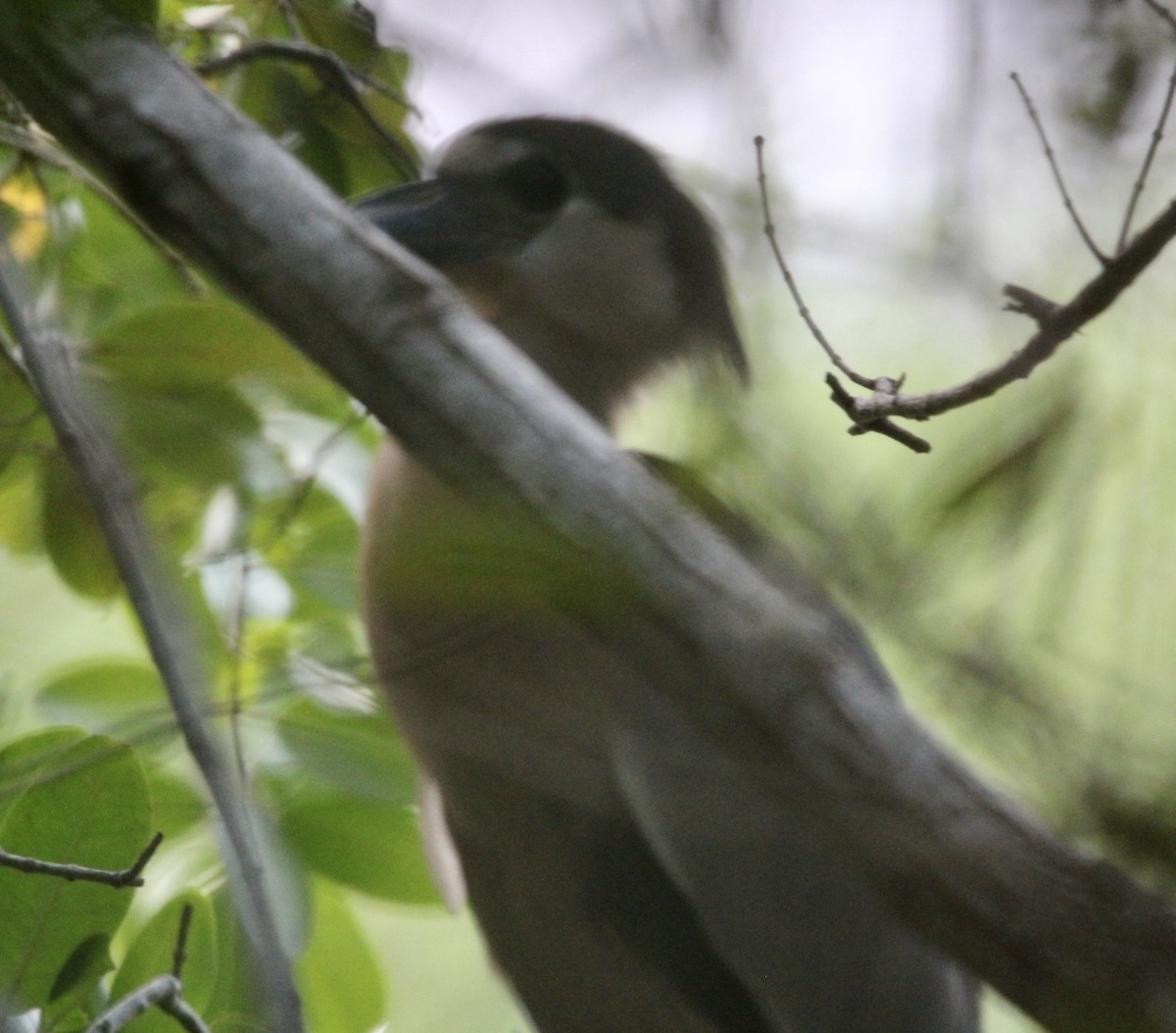 Boat-billed Heron - ML627390111