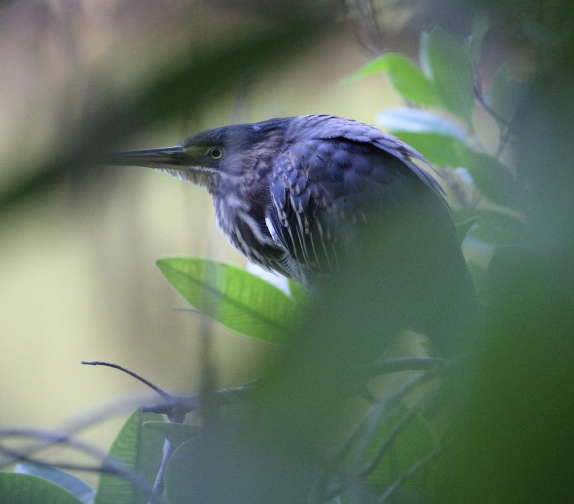 Green Heron - ML627390128