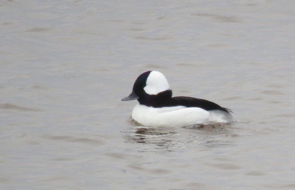 Bufflehead - ML627390133