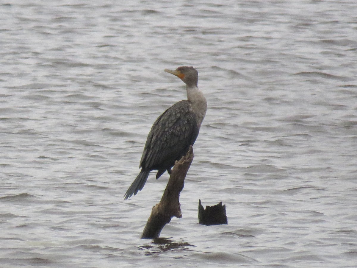 Double-crested Cormorant - ML627390143