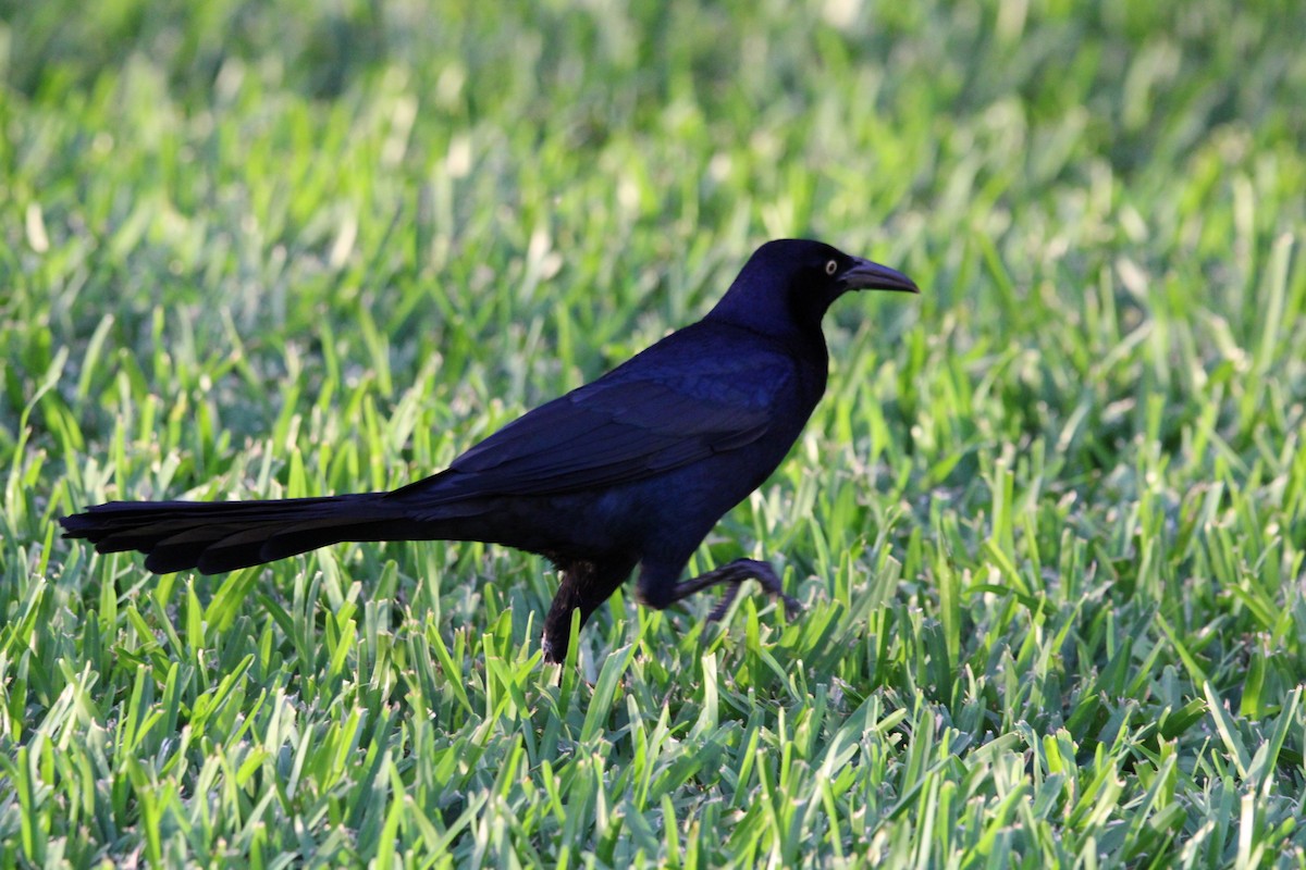 Great-tailed Grackle - ML627390152