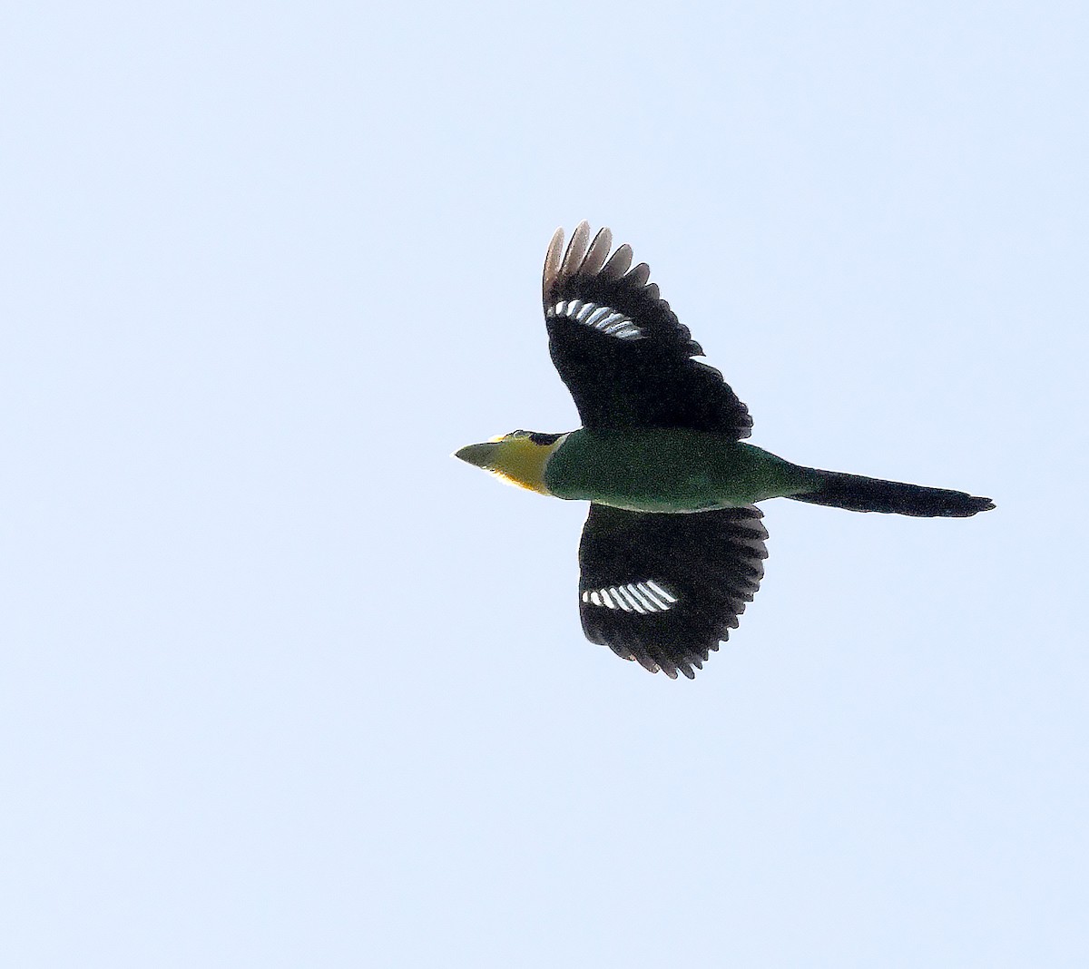Long-tailed Broadbill - ML627390158