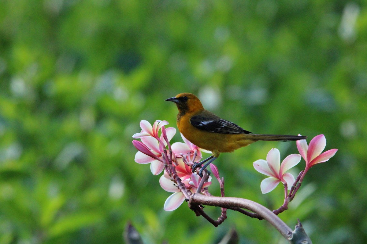 Hooded Oriole - ML627390160