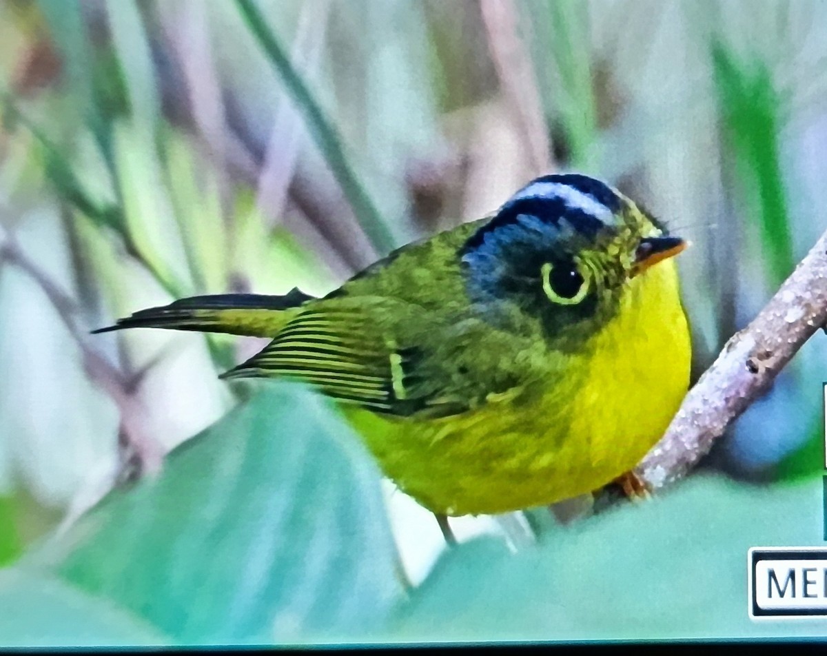White-spectacled Warbler - ML627390204
