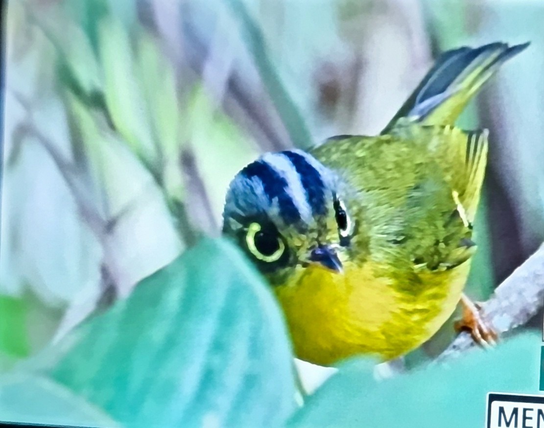 White-spectacled Warbler - ML627390205