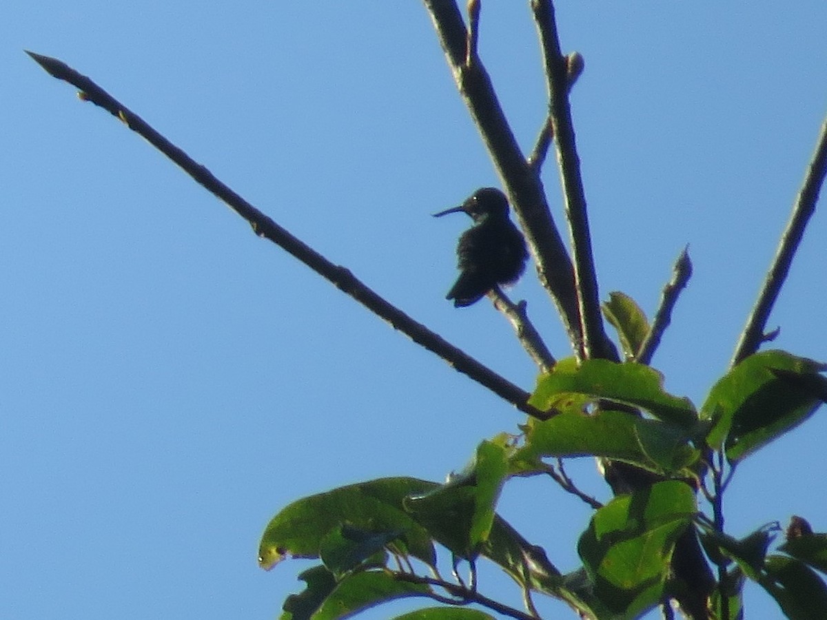 Fiery-tailed Awlbill - ML627390251