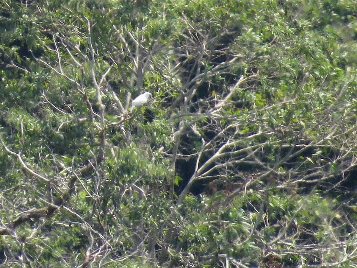 White Bellbird - ML627390280