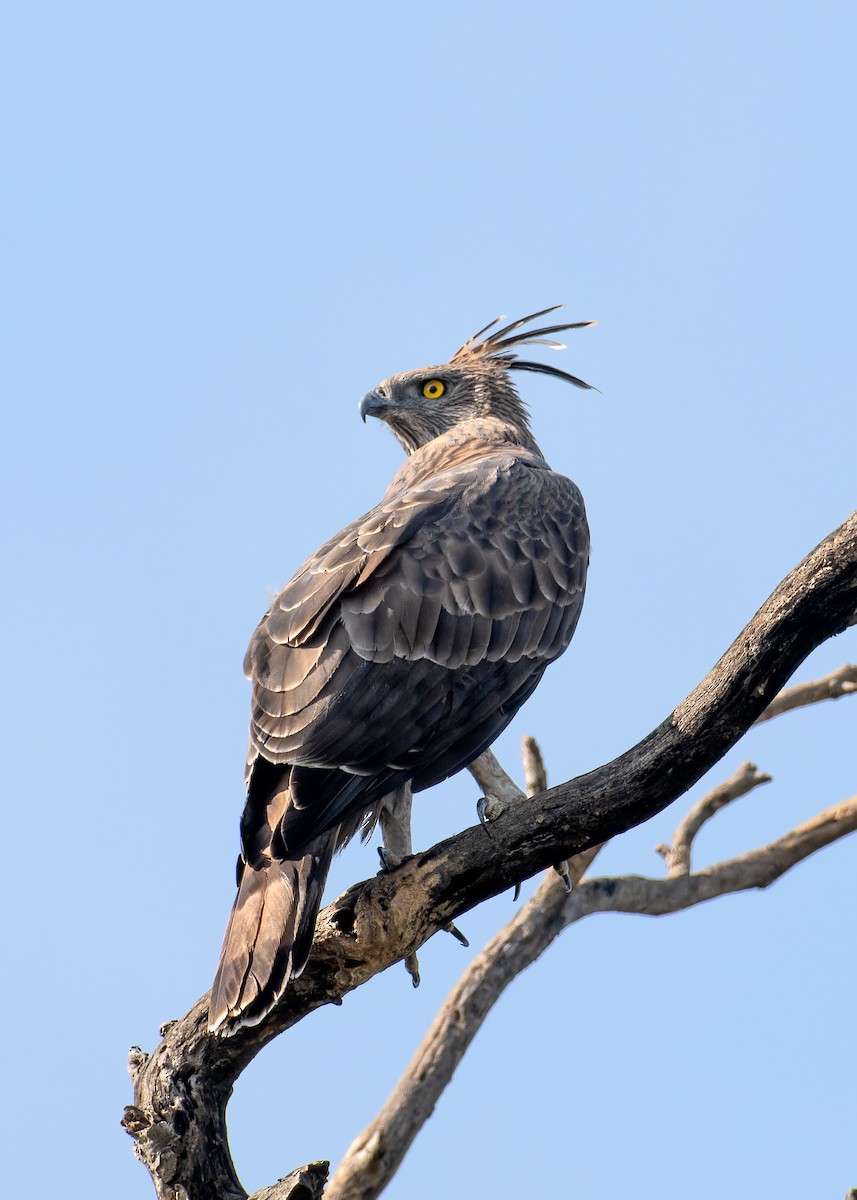 Changeable Hawk-Eagle - ML627390299