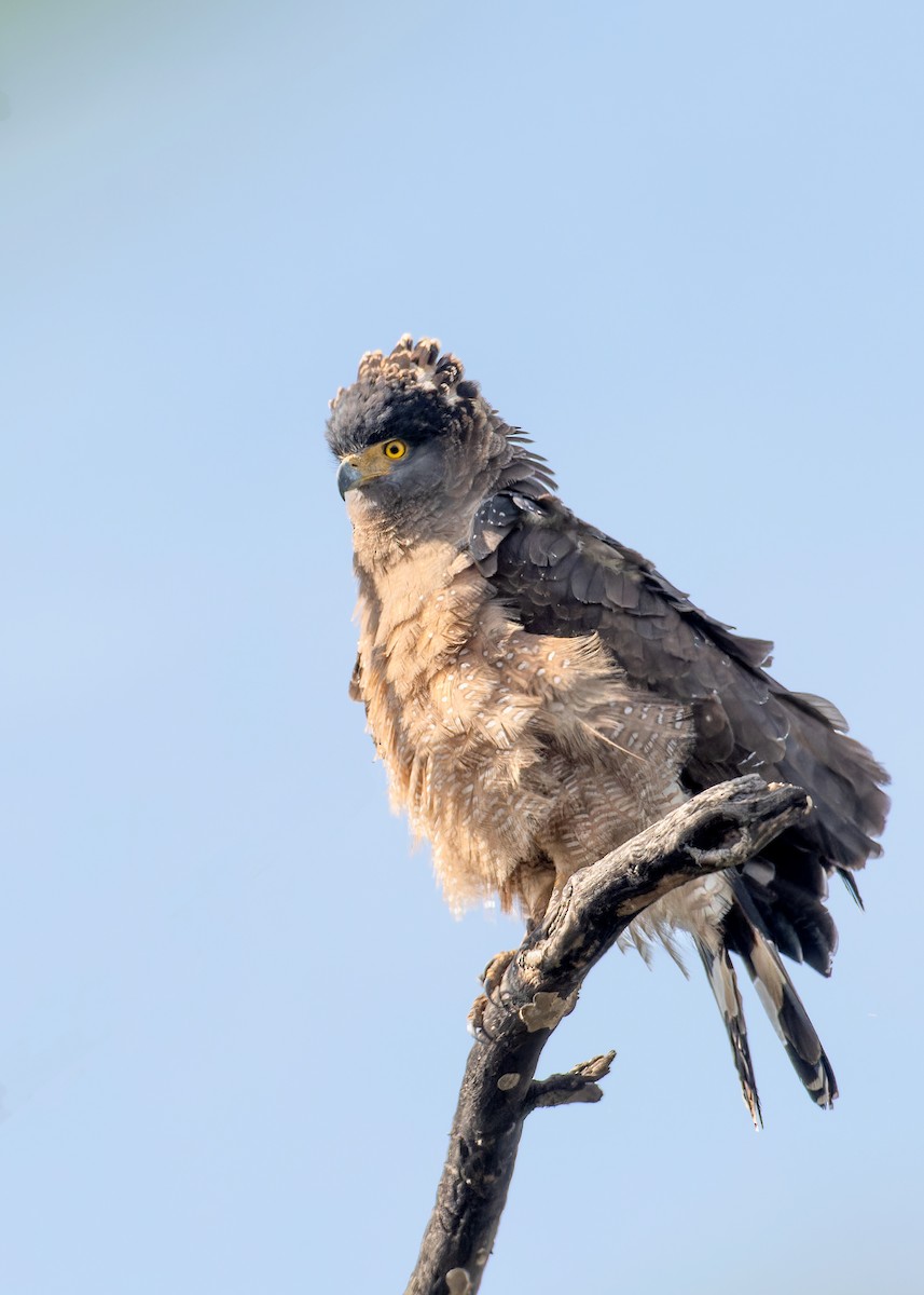 Crested Serpent-Eagle - ML627390305