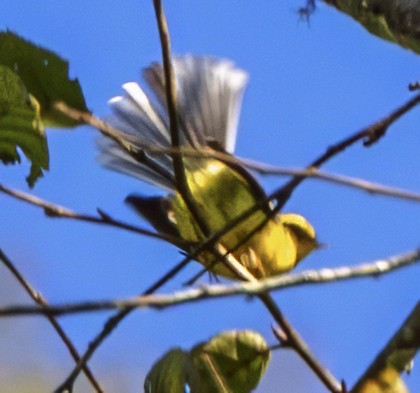 Yellow-bellied Fairy-Fantail - ML627390312