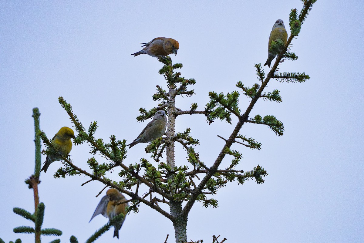 Parrot Crossbill - ML627390401