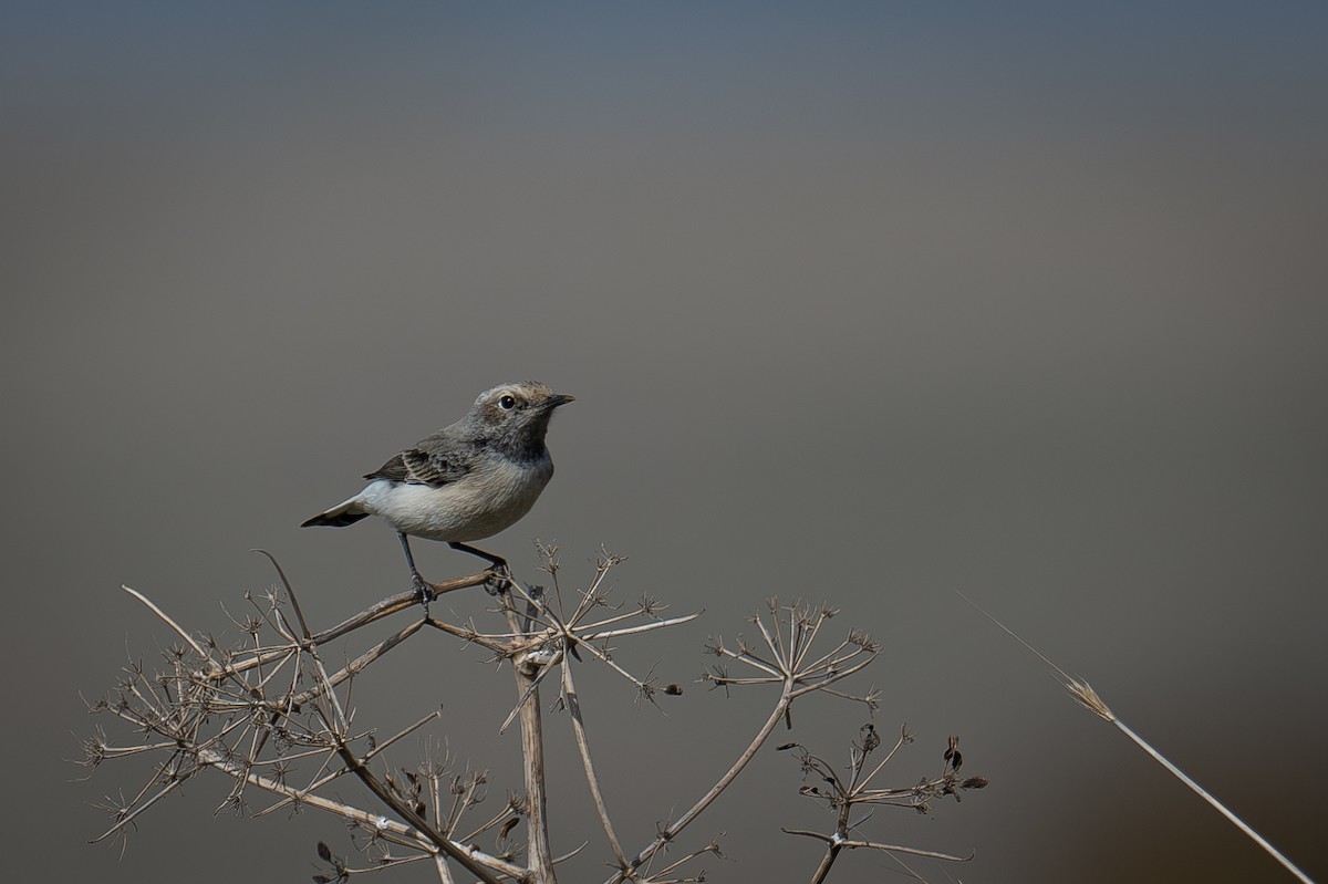 Finsch's Wheatear - ML627390743