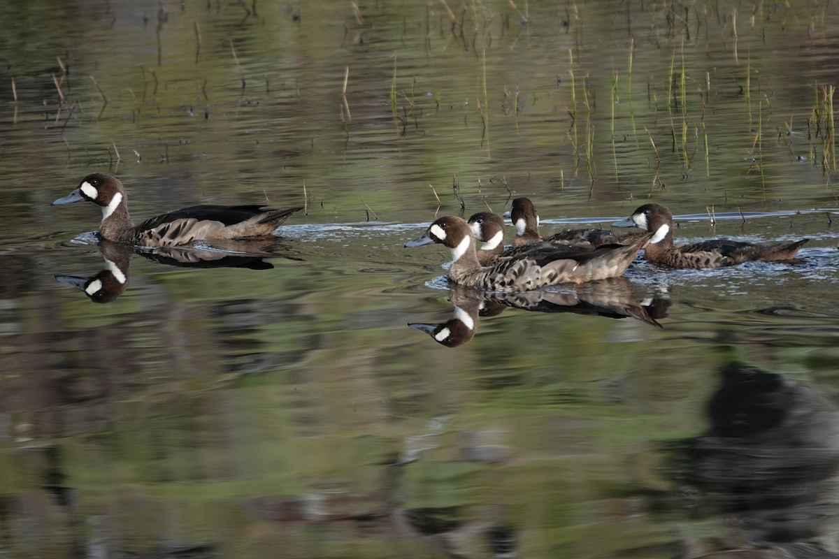 Spectacled Duck - ML627390802