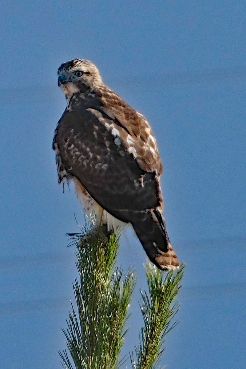 Red-tailed Hawk - ML627390987