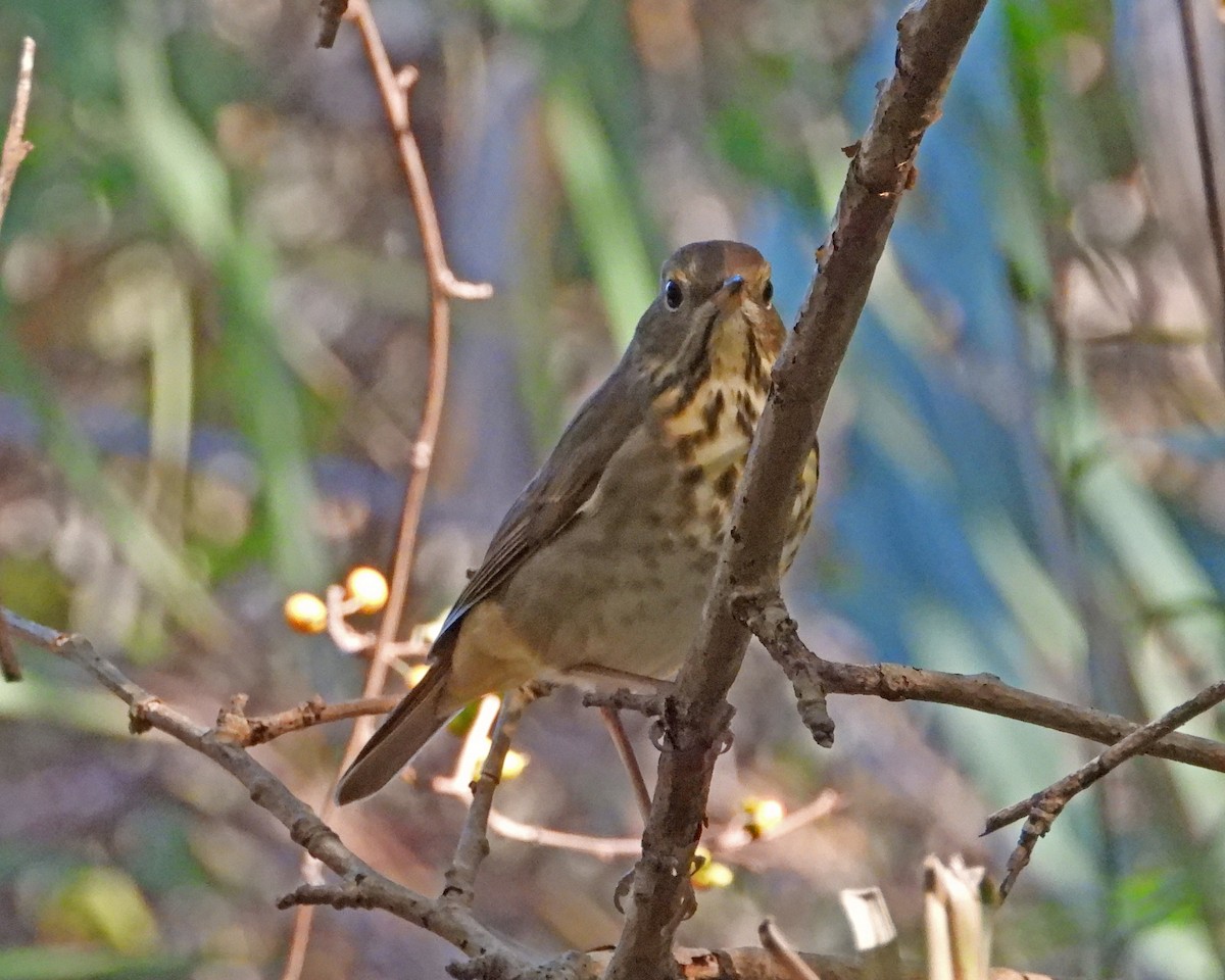 Hermit Thrush - ML627391065