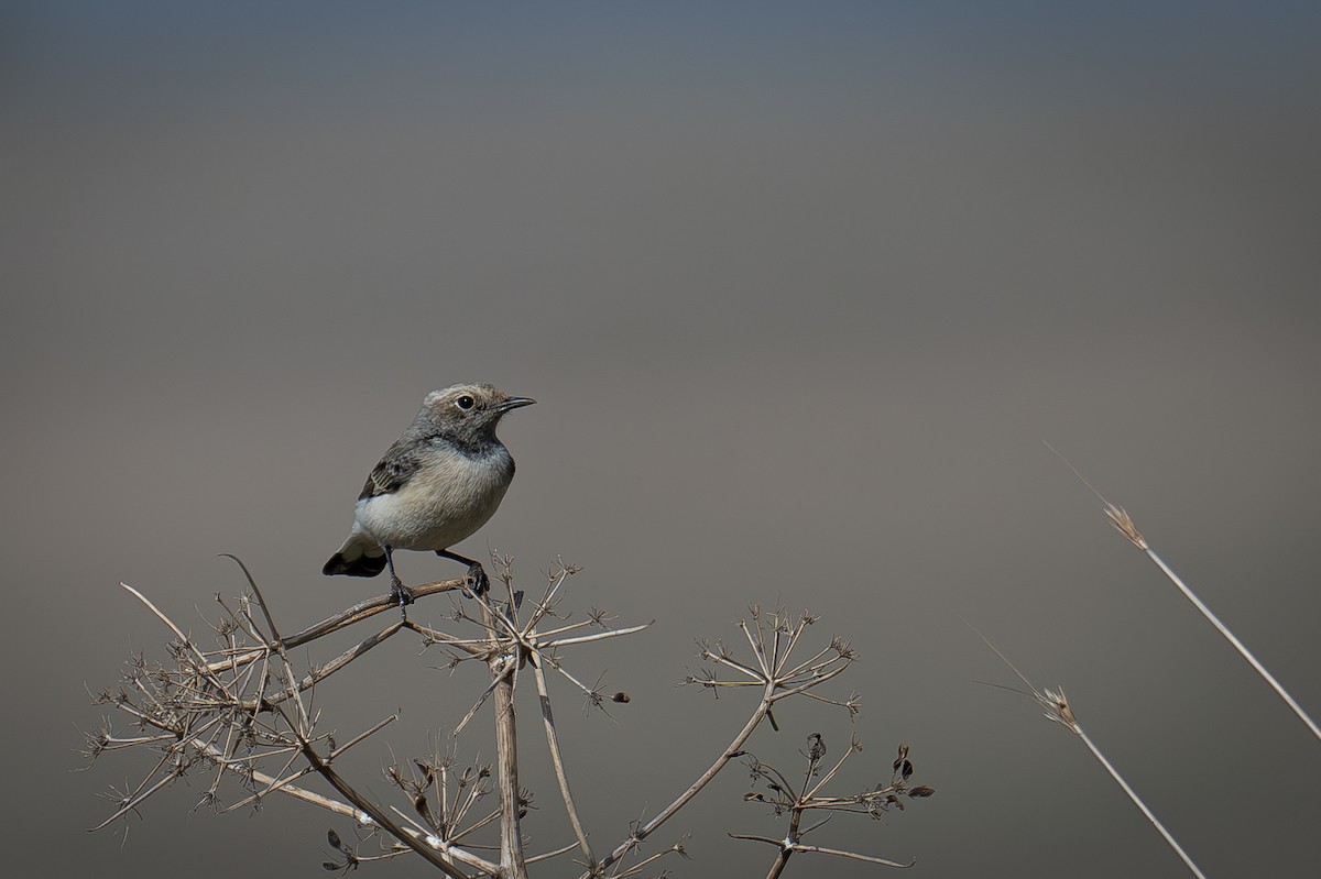 Finsch's Wheatear - ML627391071