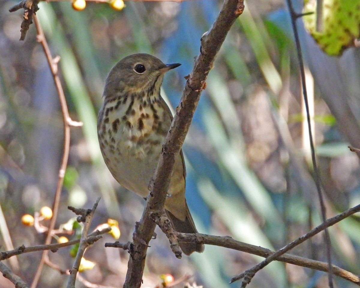 Hermit Thrush - ML627391119