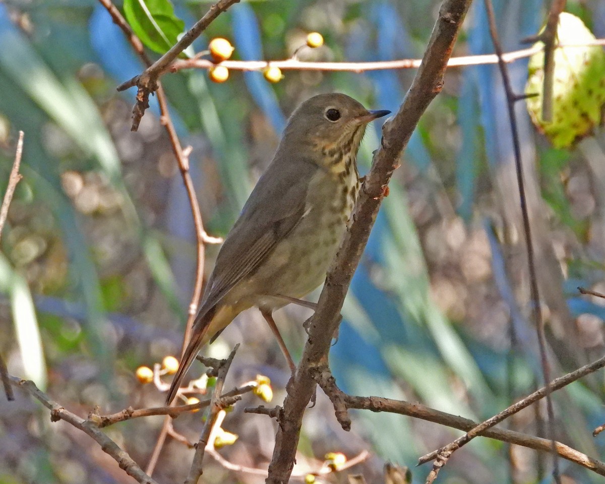 Hermit Thrush - ML627391177