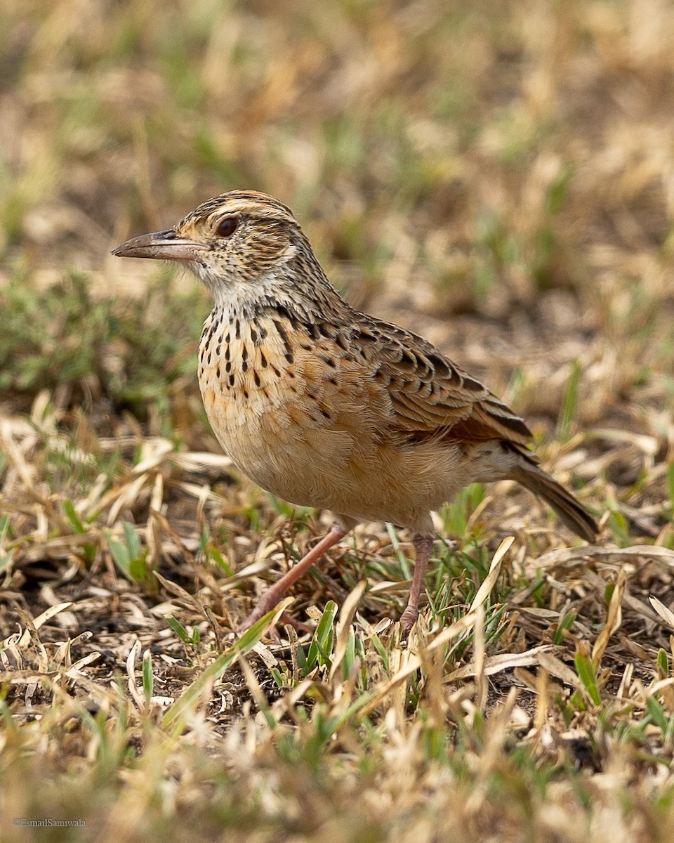 Rufous-naped Lark - ML627391185