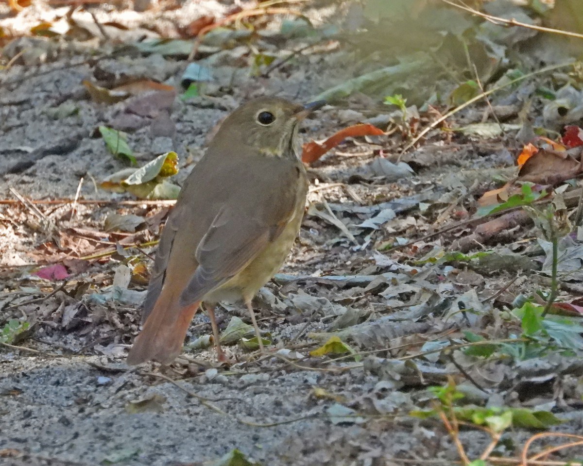 Hermit Thrush - ML627391323