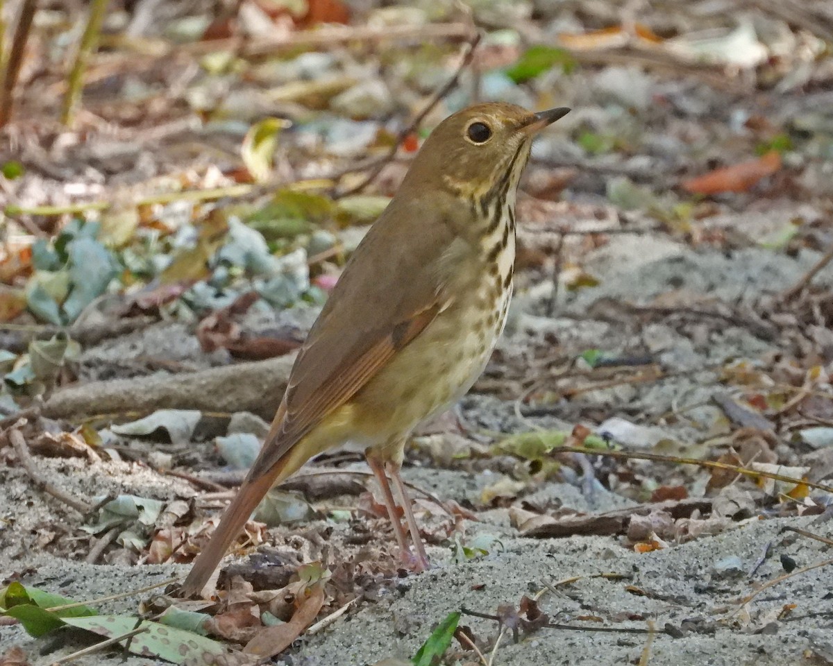Hermit Thrush - ML627391386