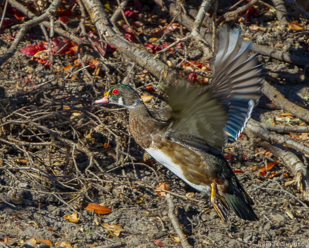 Wood Duck - ML627391452