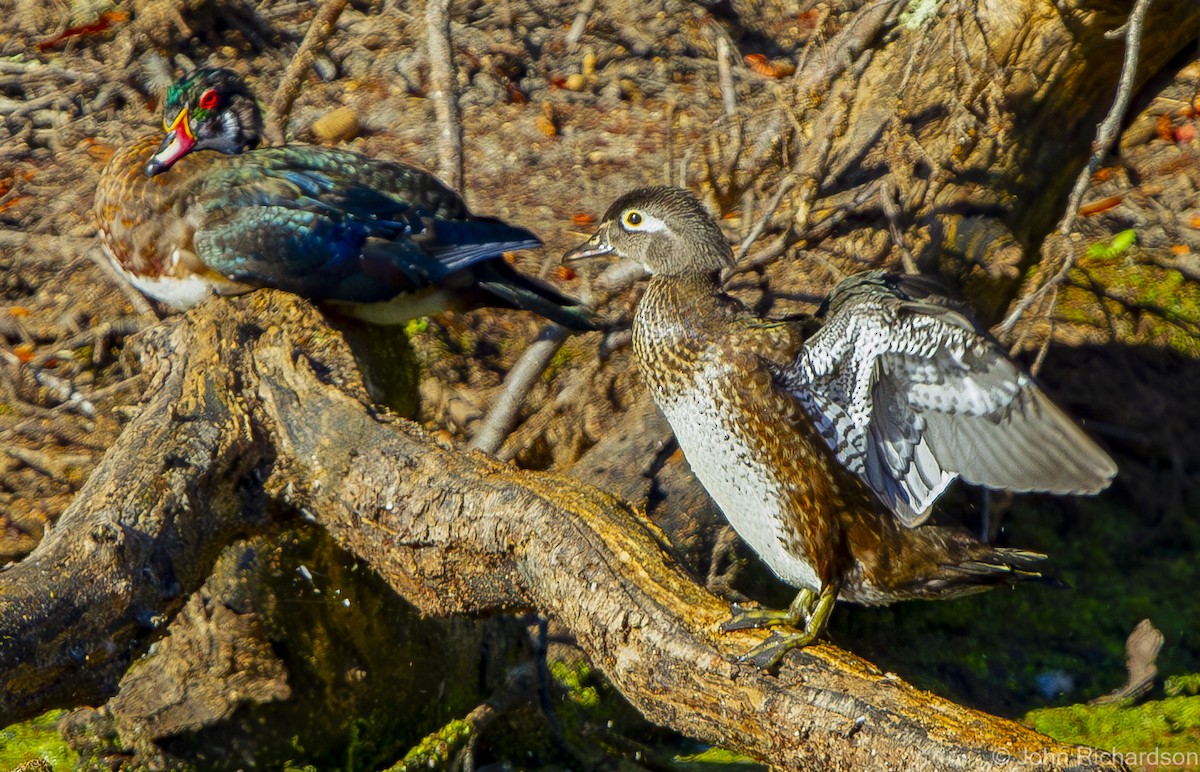 Wood Duck - ML627391453