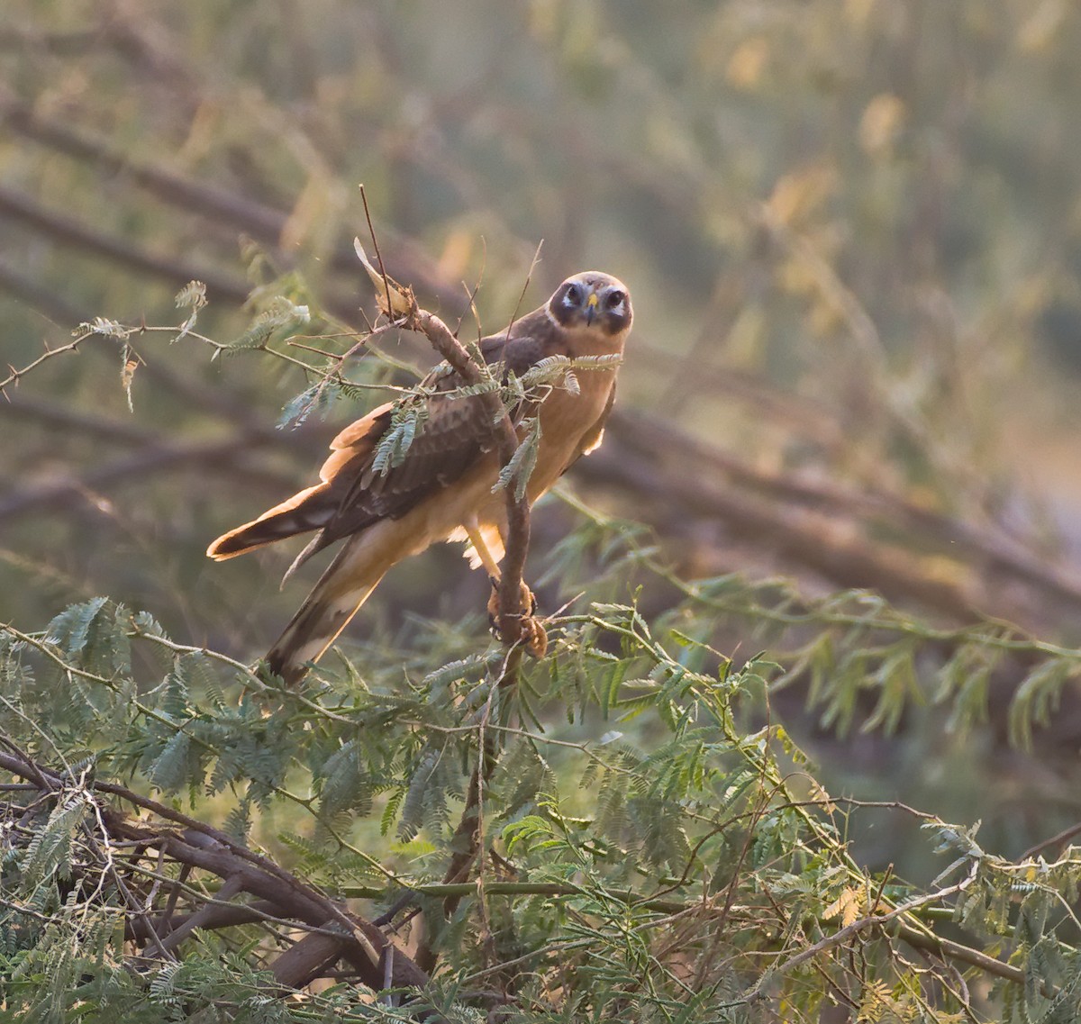 Montagu's Harrier - ML627391520