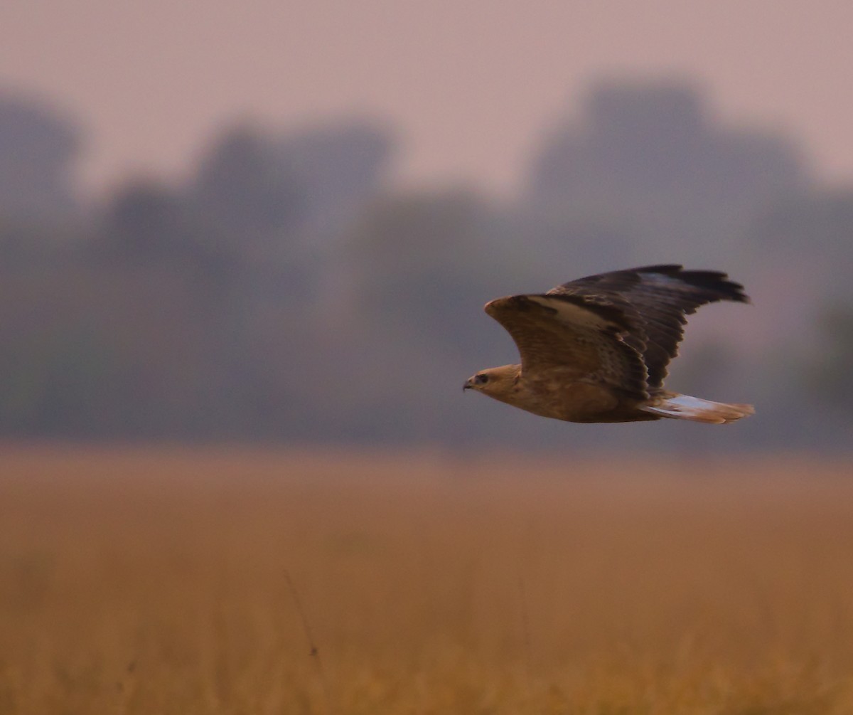 Long-legged Buzzard - ML627391532