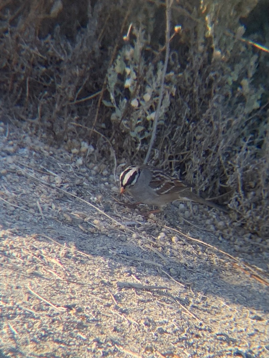White-crowned Sparrow - ML627391544