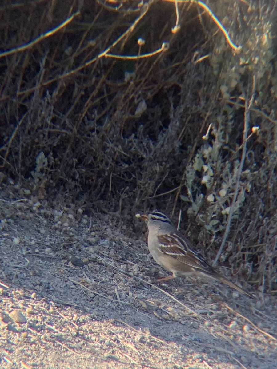 White-crowned Sparrow - ML627391546