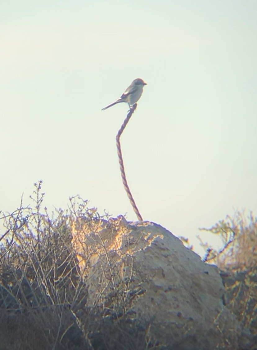 Loggerhead Shrike - ML627391550