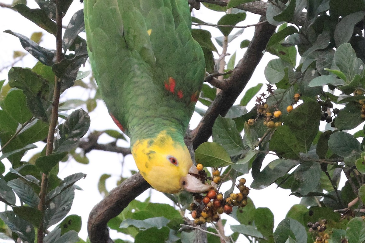 Yellow-headed Amazon - ML627391555