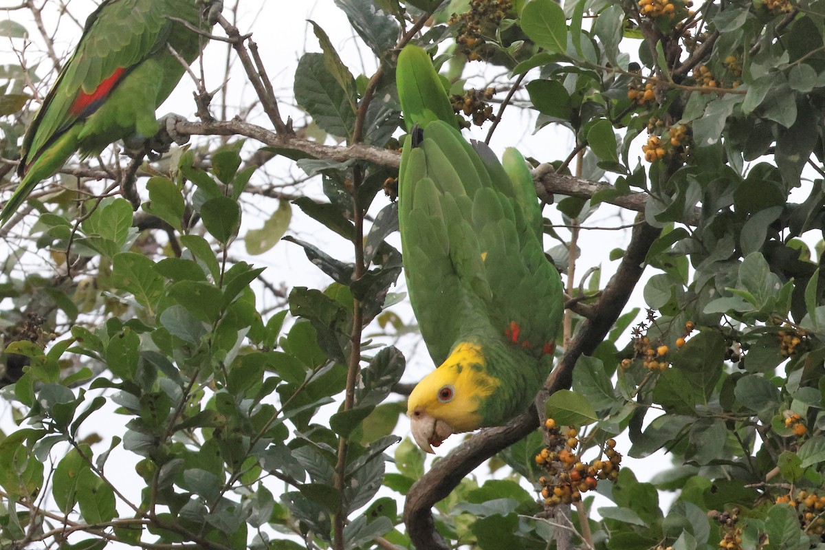 Yellow-headed Amazon - ML627391557