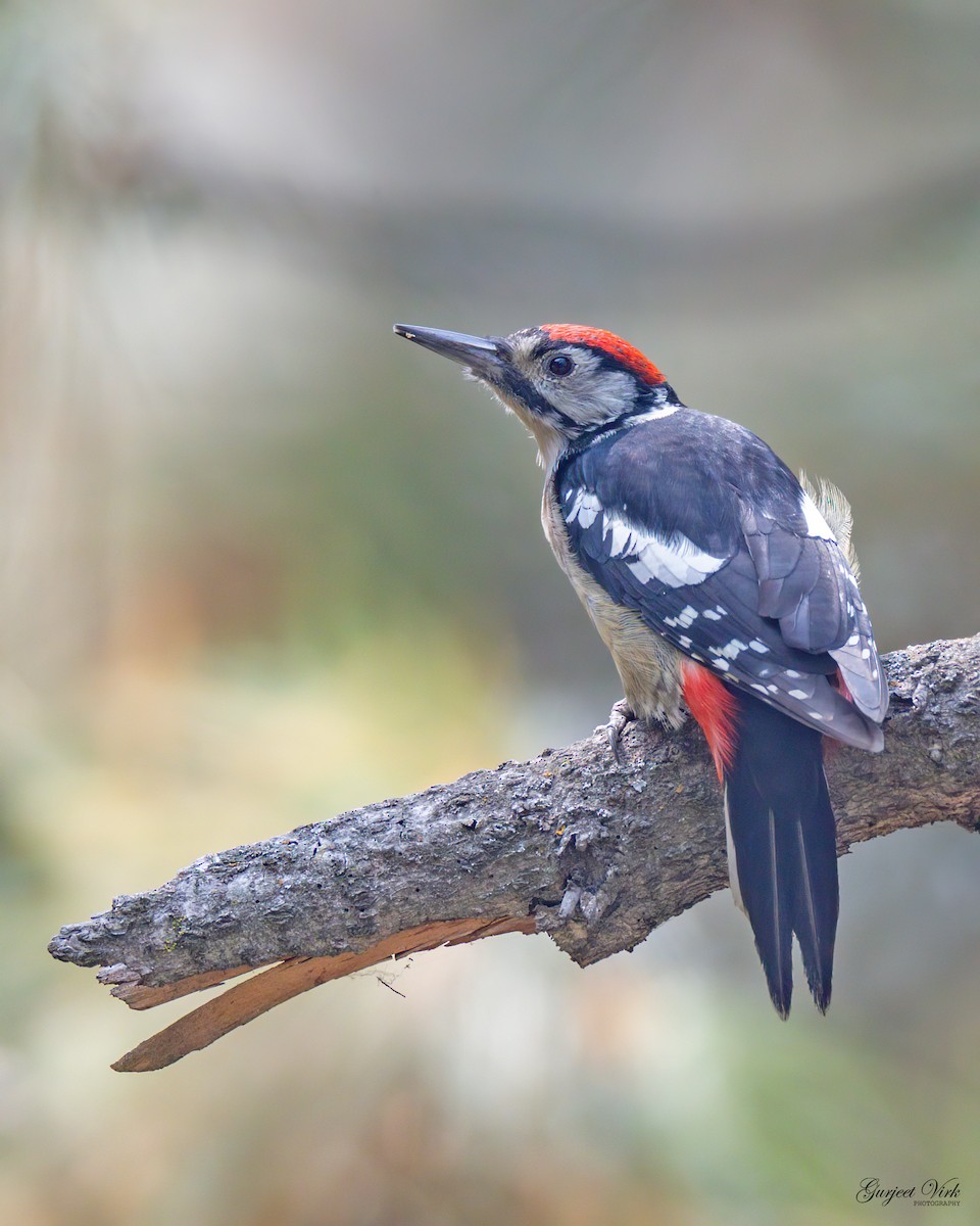 Himalayan Woodpecker - ML627391575