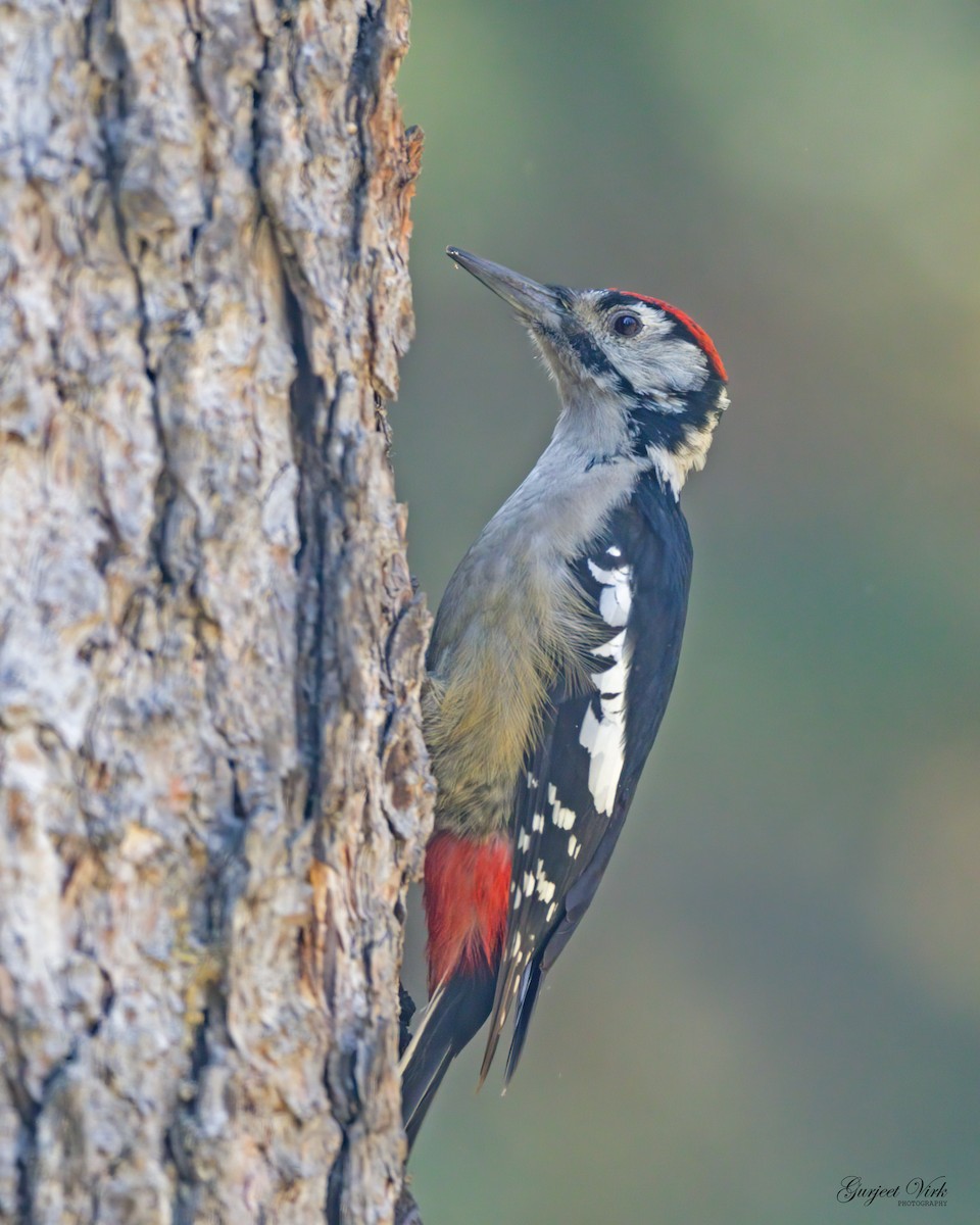 Himalayan Woodpecker - ML627391578