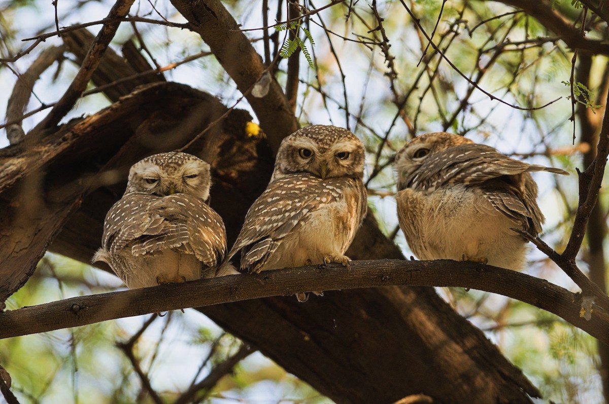 Spotted Owlet - ML627391607