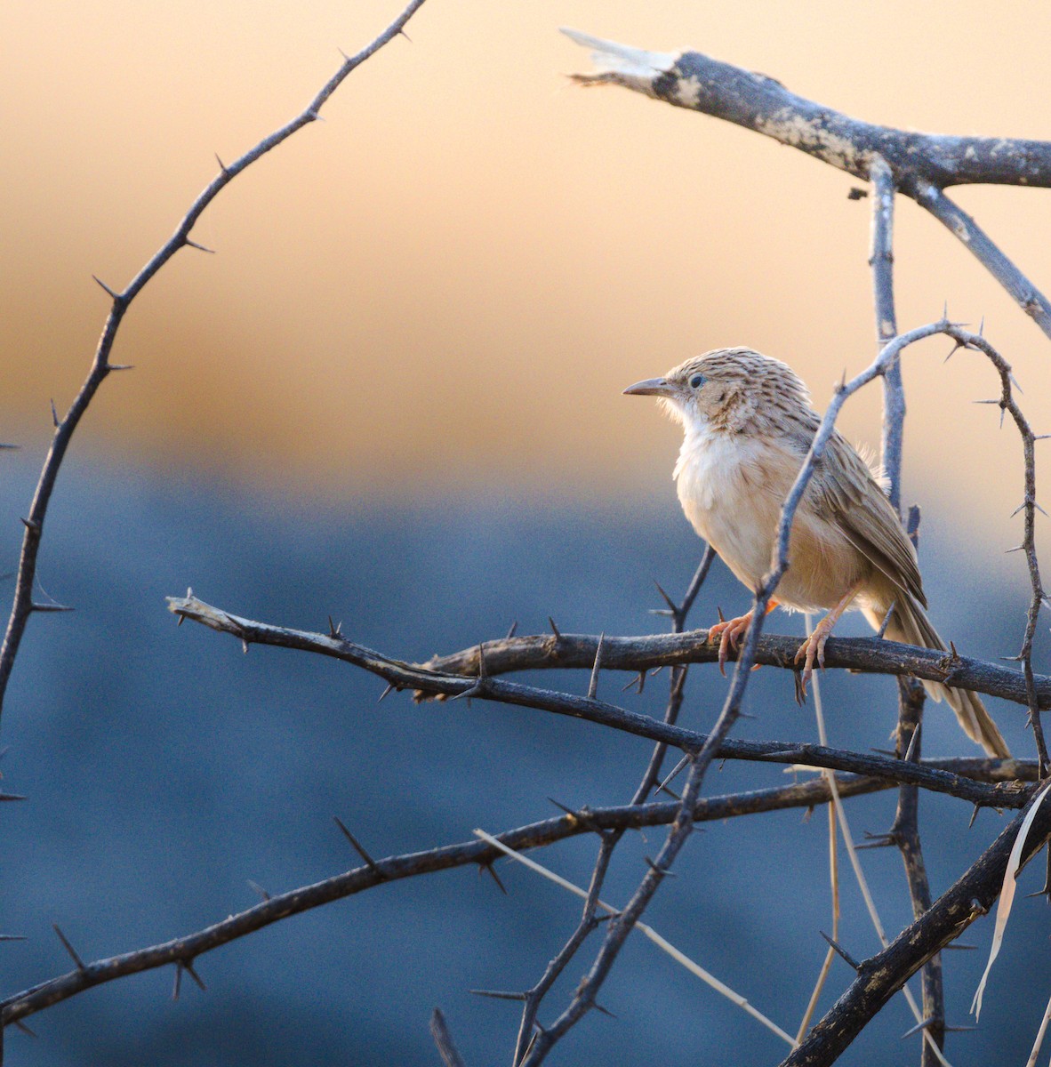 Common Babbler - ML627391626