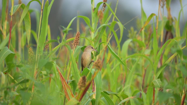 Clamorous Reed Warbler - ML627391635