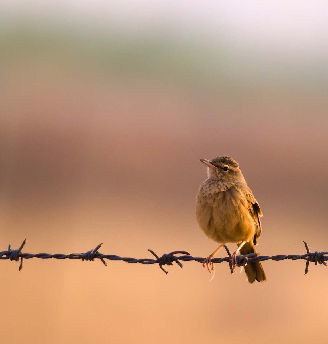 Long-billed Pipit - ML627391647