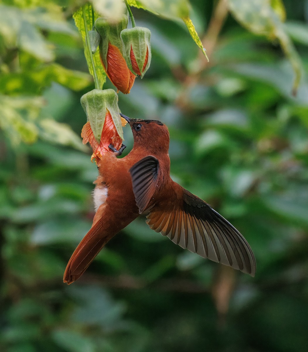 Juan Fernandez Firecrown - ML627391655