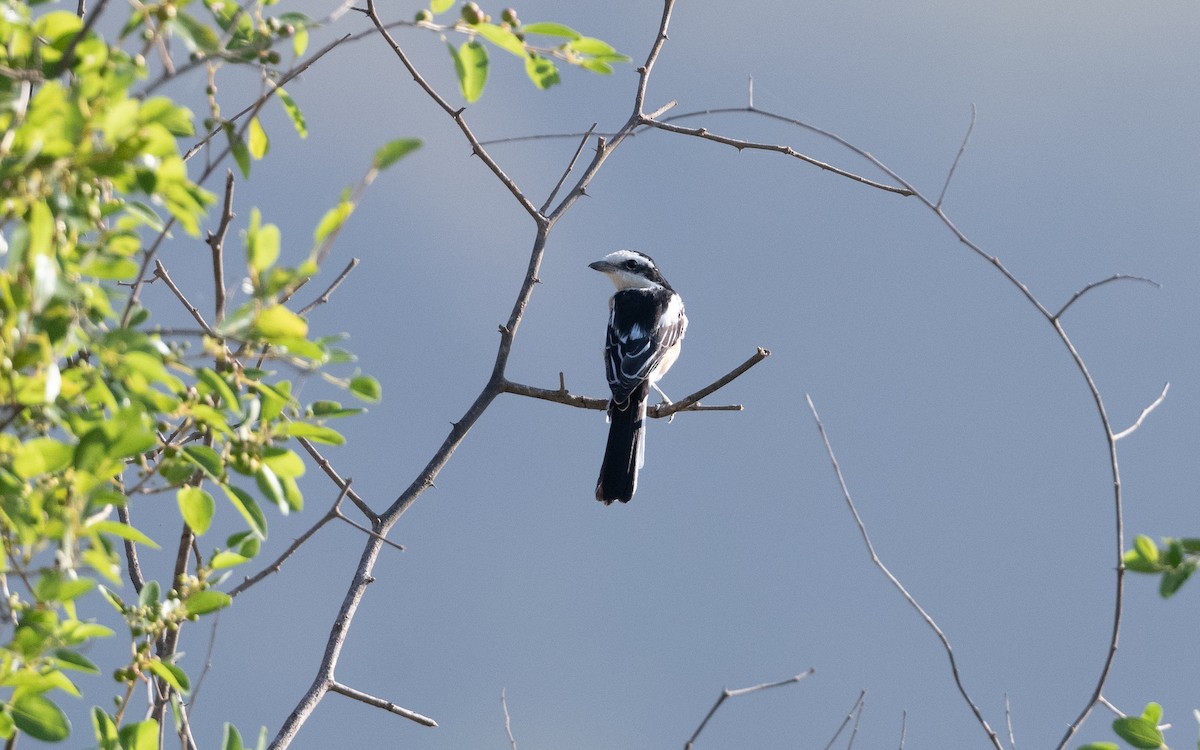 Masked Shrike - ML627391727