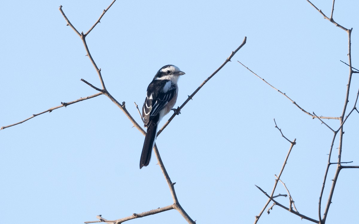 Masked Shrike - ML627391728