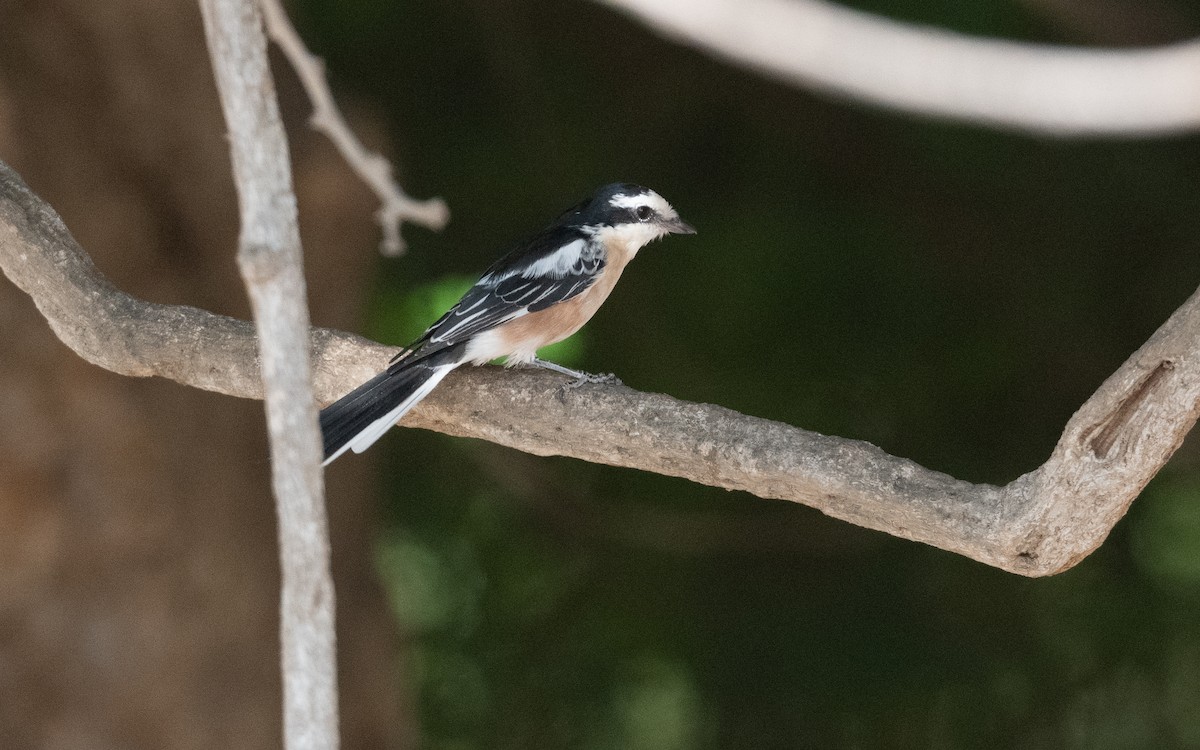Masked Shrike - ML627391729