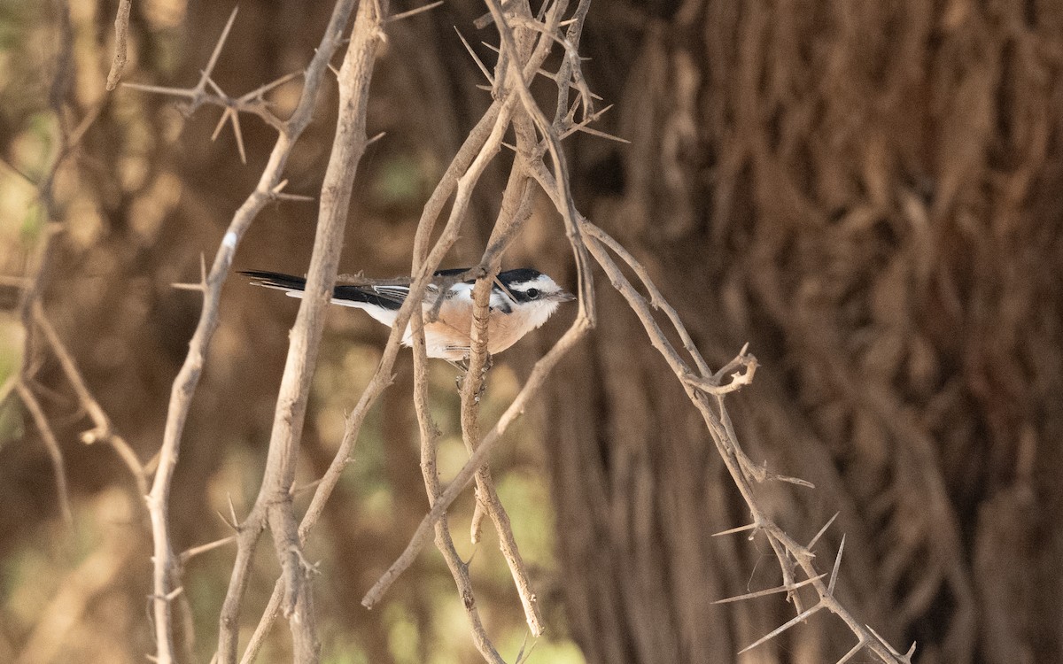 Masked Shrike - ML627391730