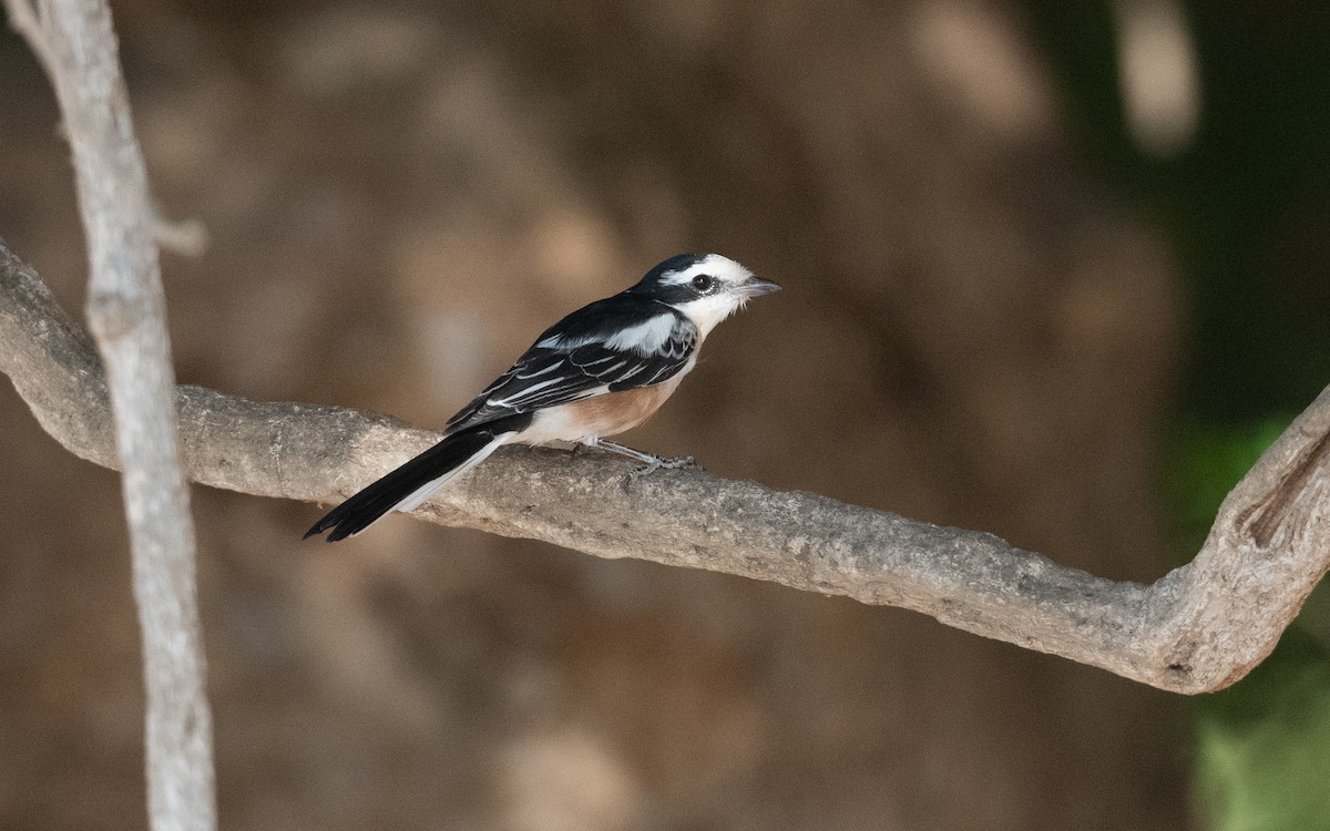 Masked Shrike - ML627391731