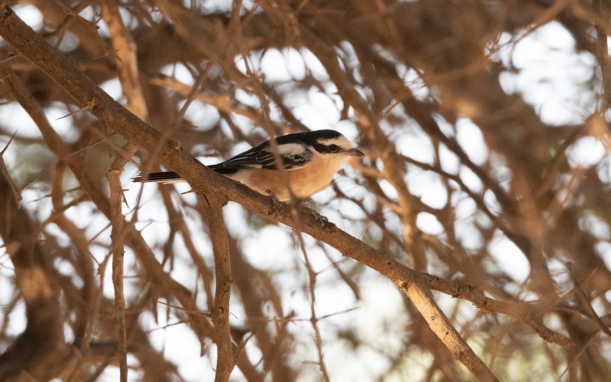 Masked Shrike - ML627391732