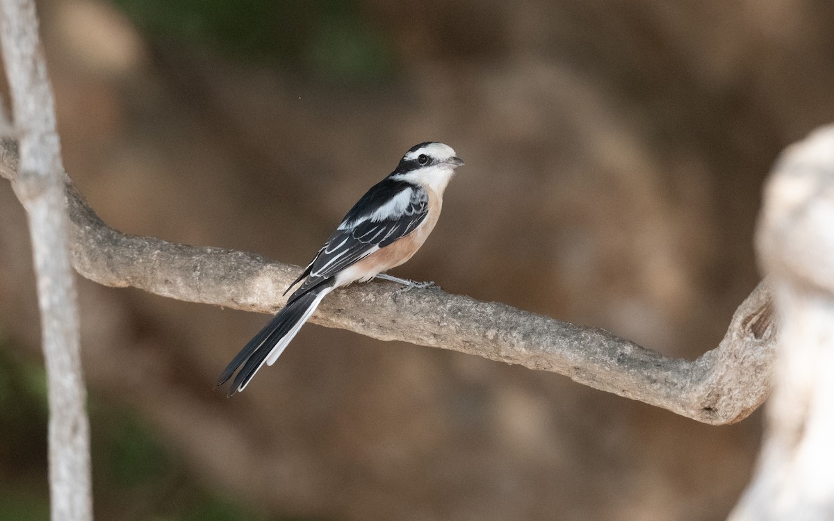 Masked Shrike - ML627391733